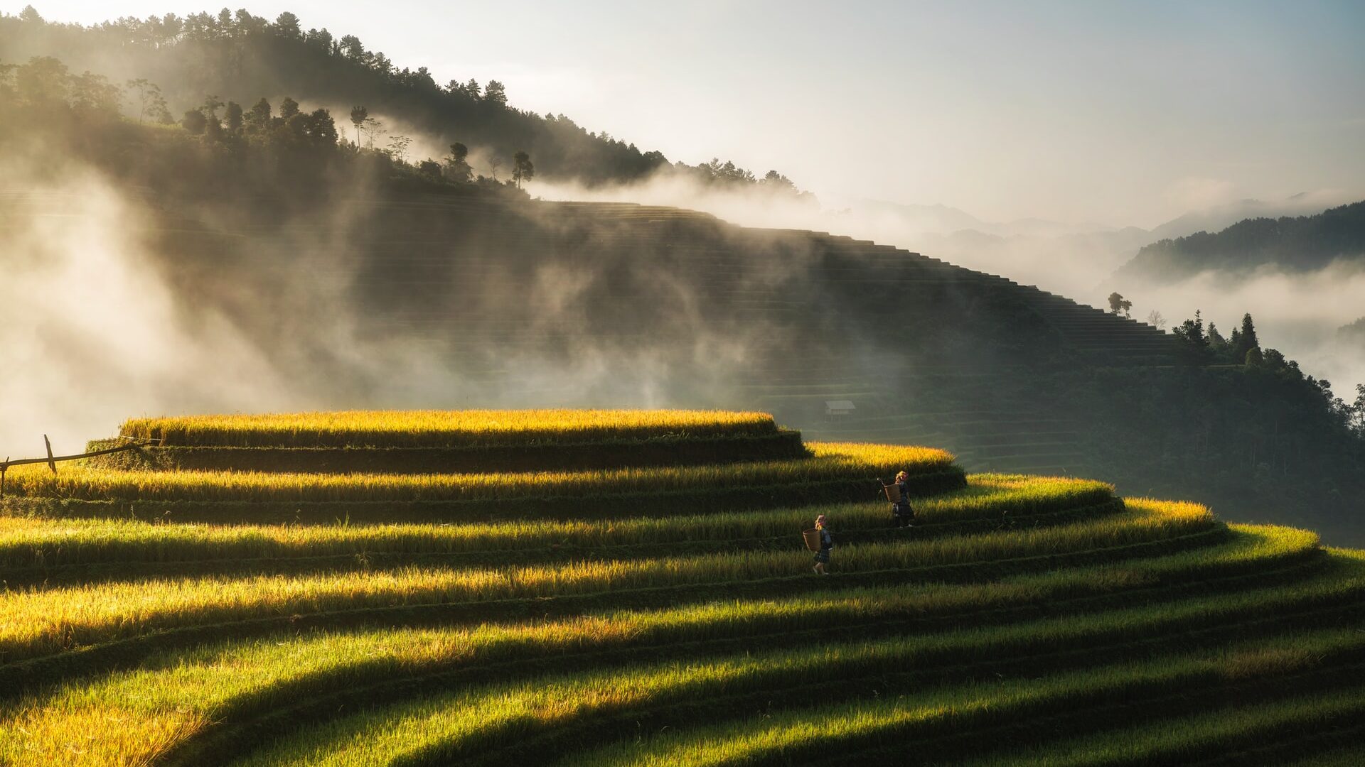 Mu Cang Chai, golden hills, Vietnam