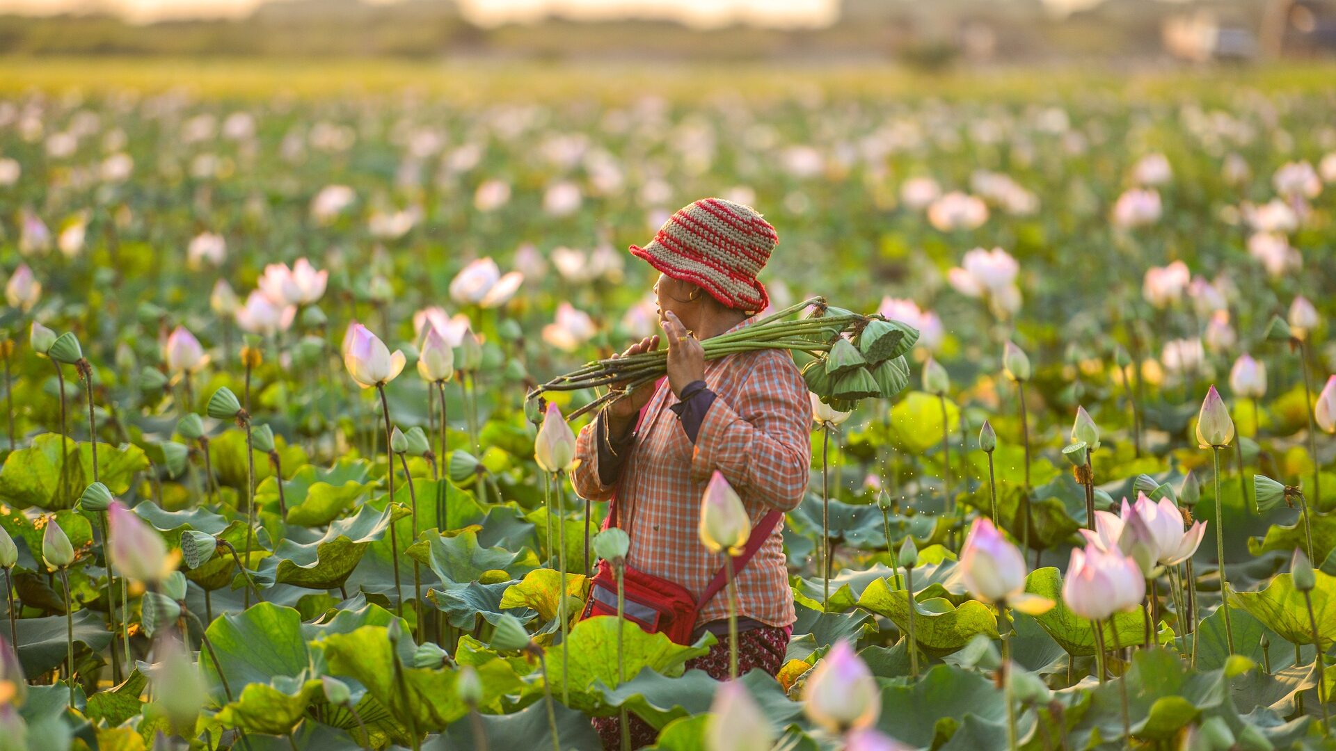 Lotus Glower field Cambodia