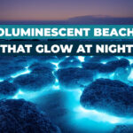 Best Bioluminescent Beaches in the World