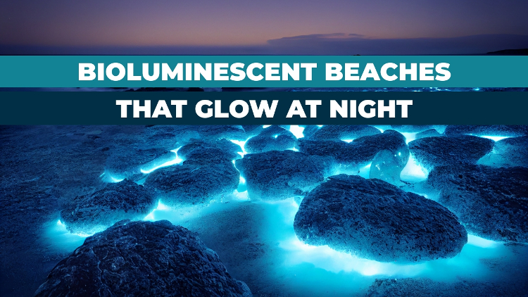 Best Bioluminescent Beaches in the World