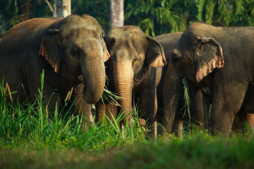 Elephant Hills a best place to see Elephants in Thailand