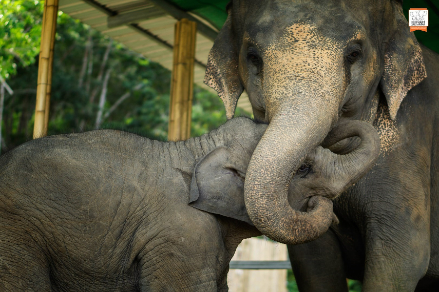 Elephant Jungle Sanctuary a best place to see Elephants in Thailand