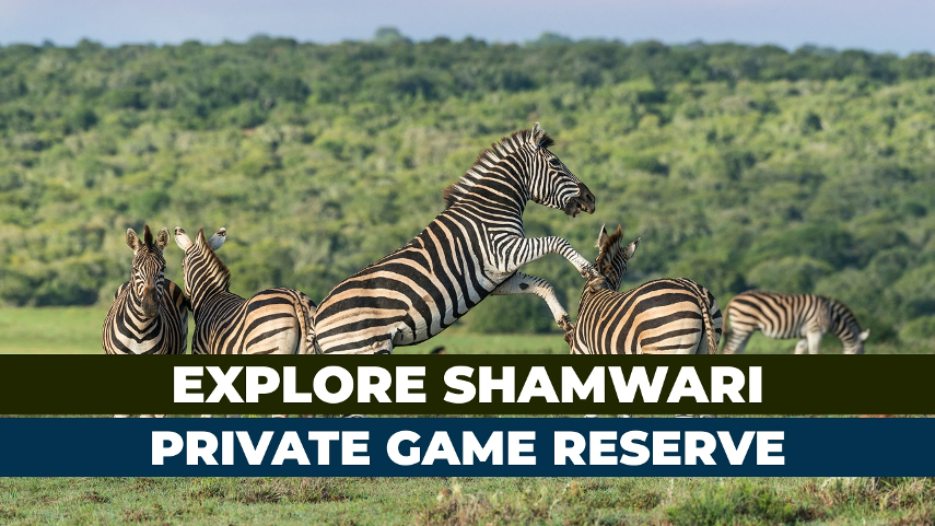 Visit Shamwari Private Game Reserve
