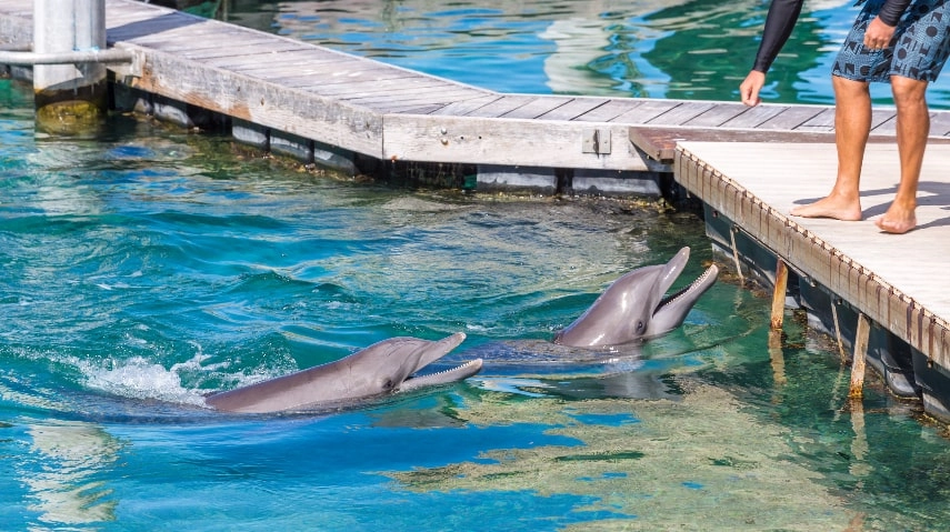 Go dolphin watching a best things to do in Maldives