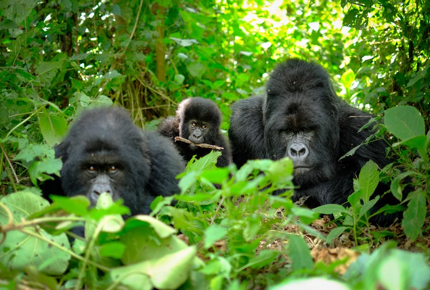 Rwanda a best holiday destination in June