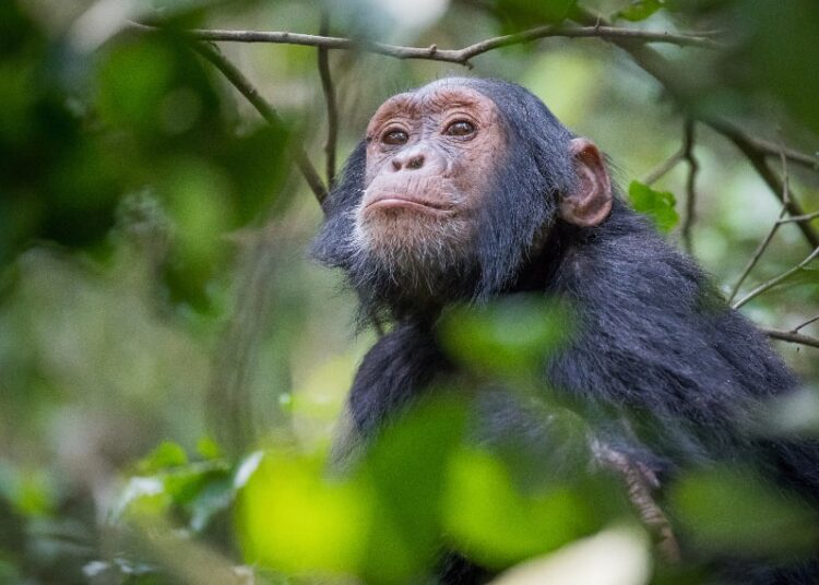 Uganda a best hot destination in December