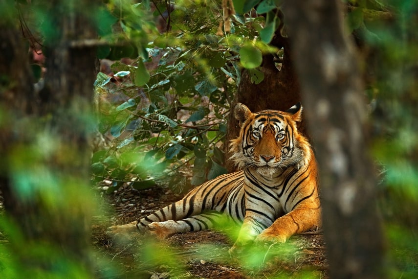 Ranthambore a best holiday destination in India