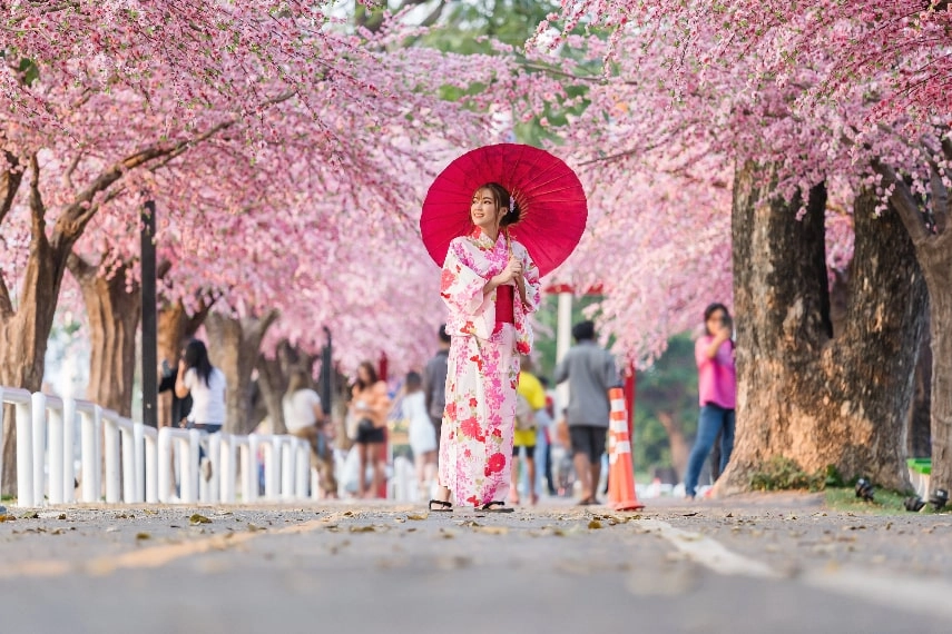 Cherry Blossoms in May in Japan