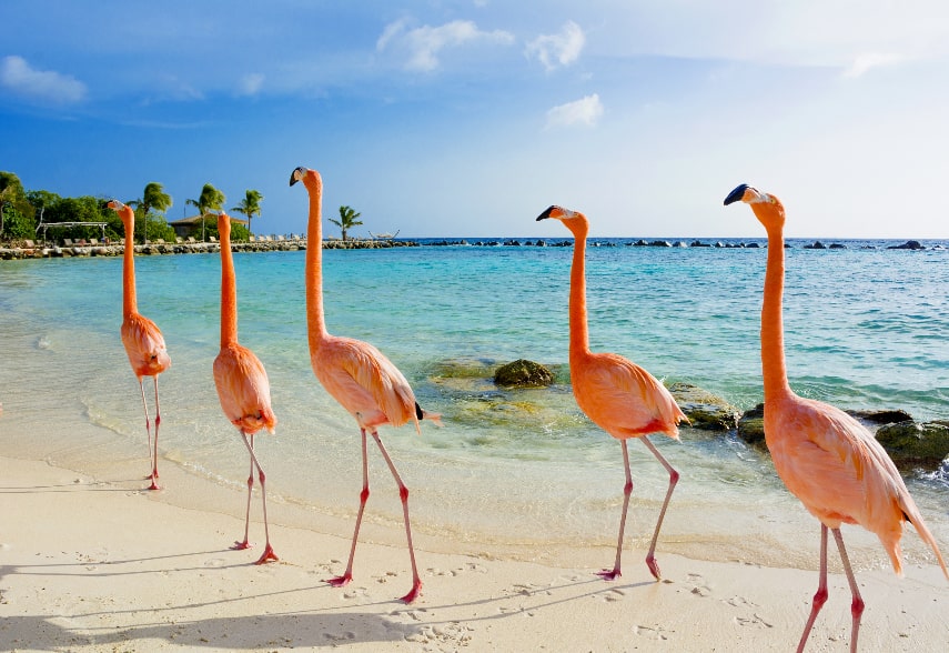 Aruba a best caribbean island for honeymoon