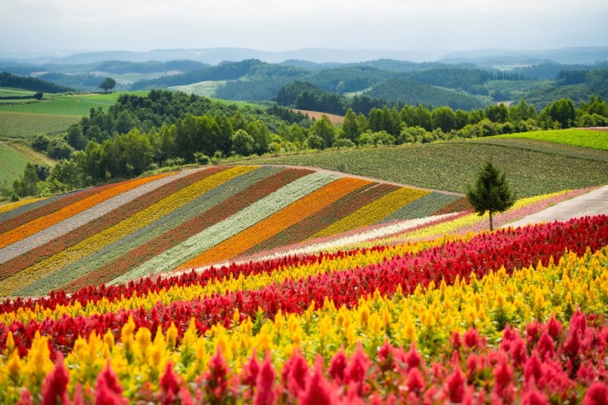 Shikisai no Oka, Hokkaido