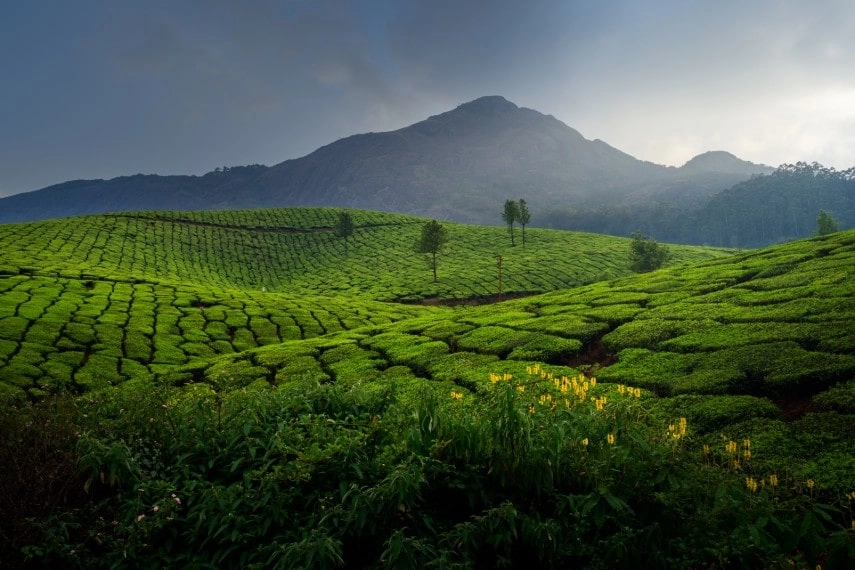 Tea plantations in Munnar, Kerala, India in August