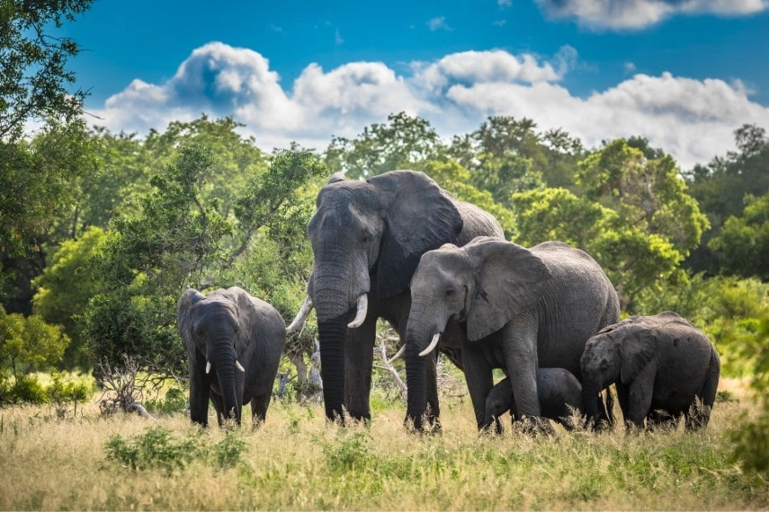 Kruger National park, South Africa