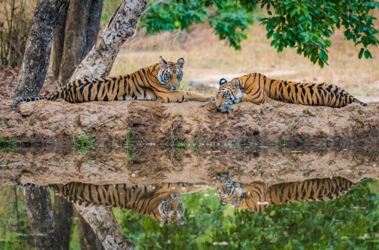 Ranthambore National Park: Complete Guide