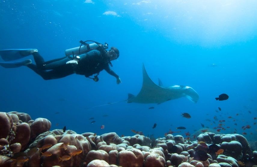Swim with manta rays and whale sharks