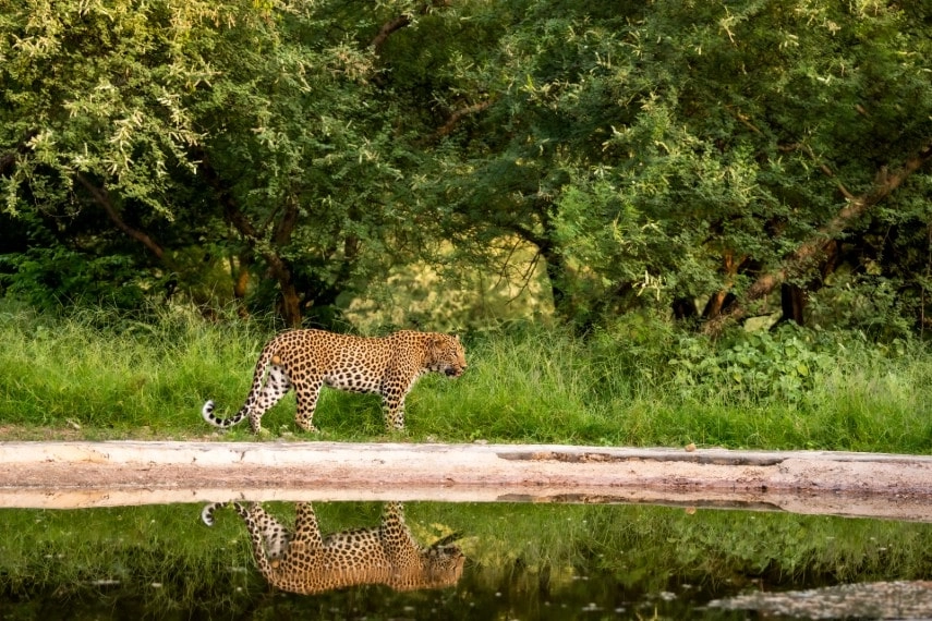 Wildlife spotting in India in August