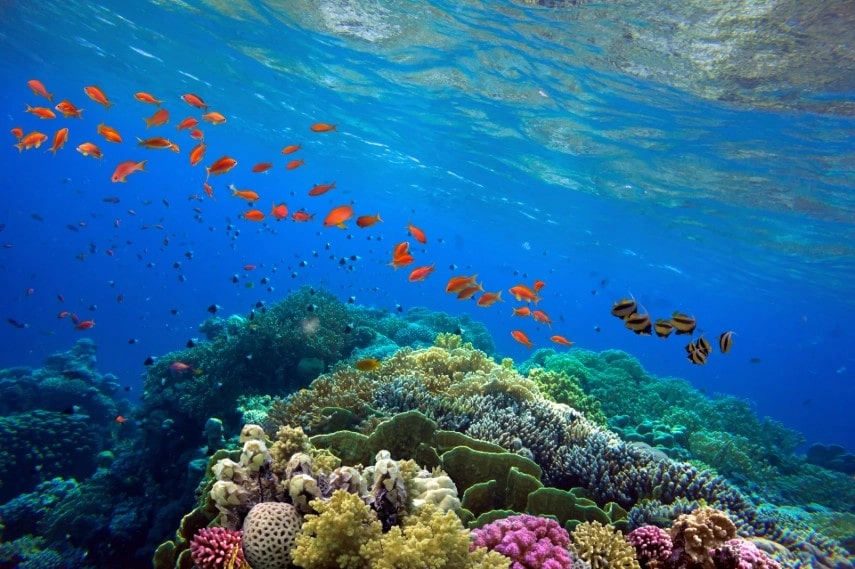 Coral reef in Australia