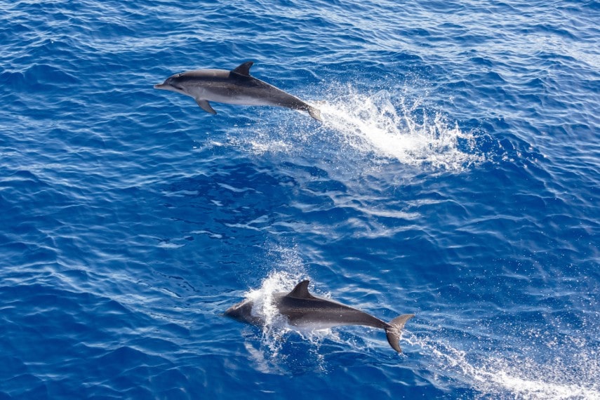 Best time to see dolphins in Tenerife