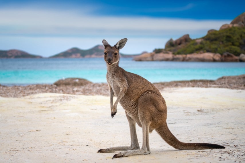 Kangaroos in Australia