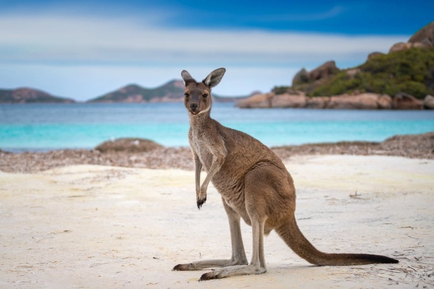 Kangaroos in Australia