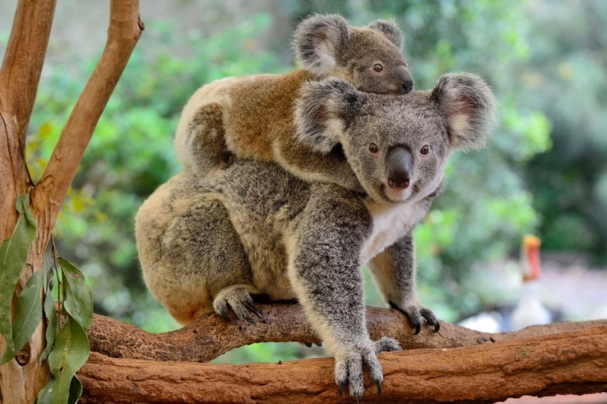 Koalas snoozing in trees