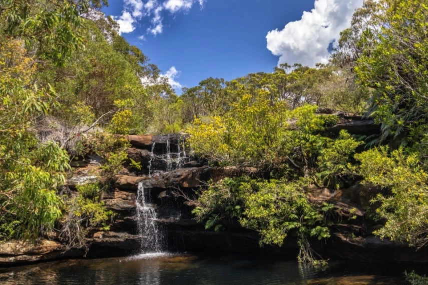 Flora and fauna in Australia