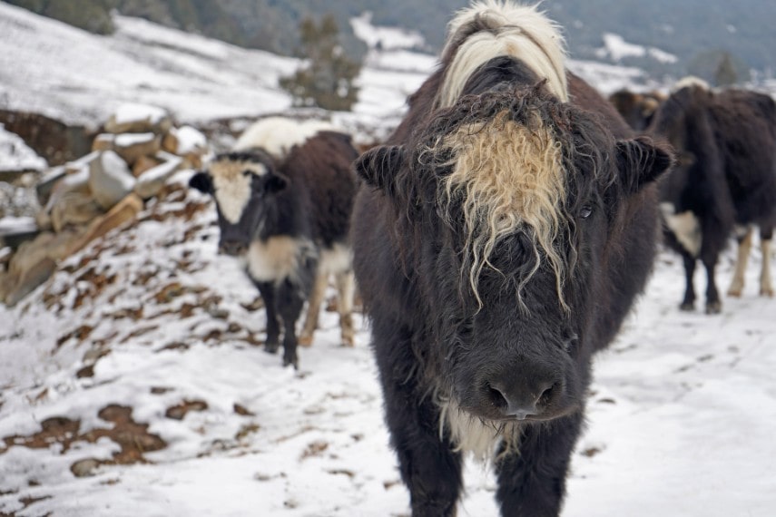 Yak herding in Bhutan in August