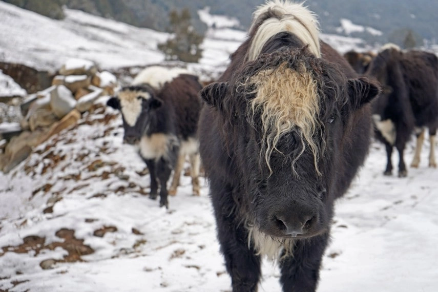 Yak herding in Bhutan in August