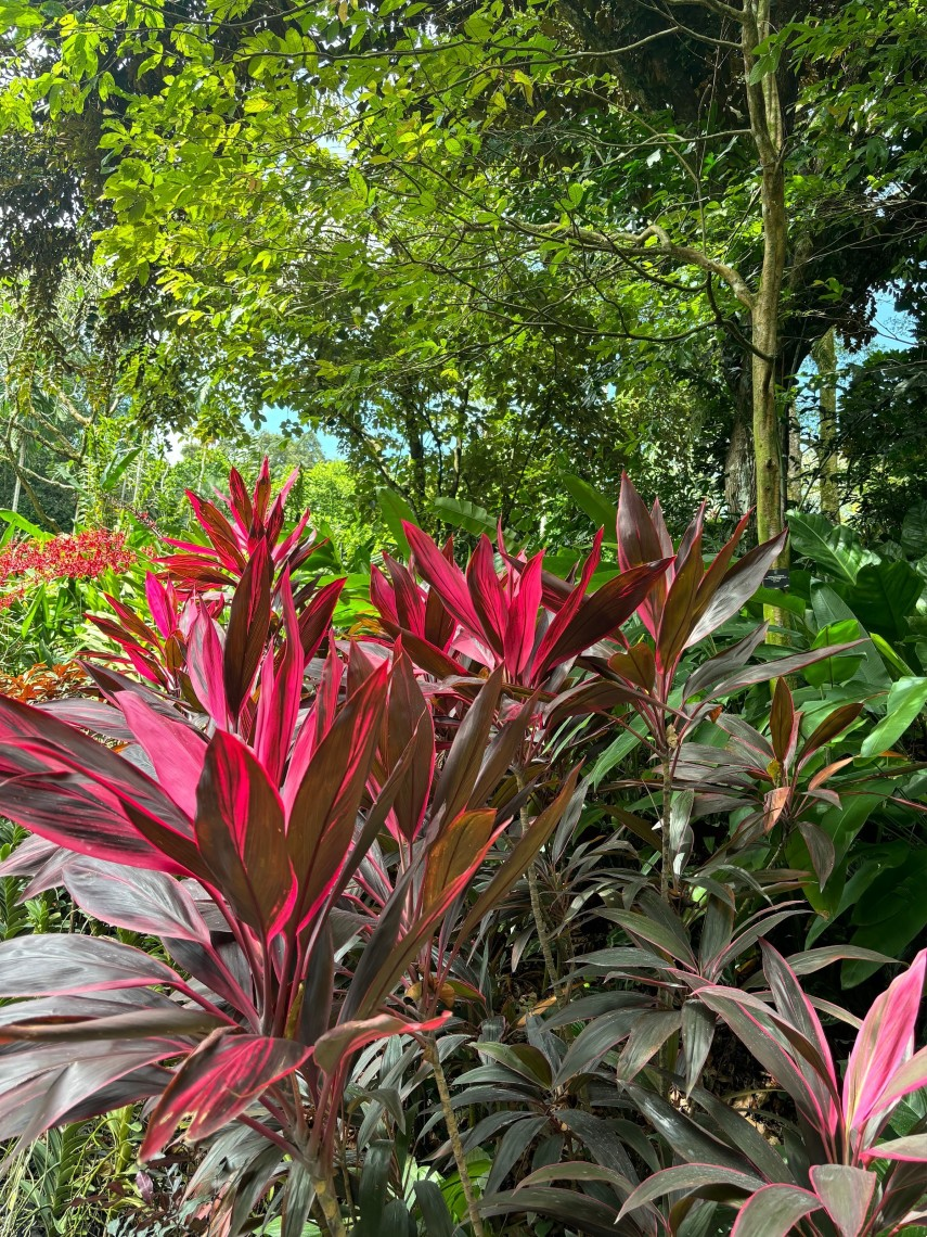 Botanic Gardens in Singapore