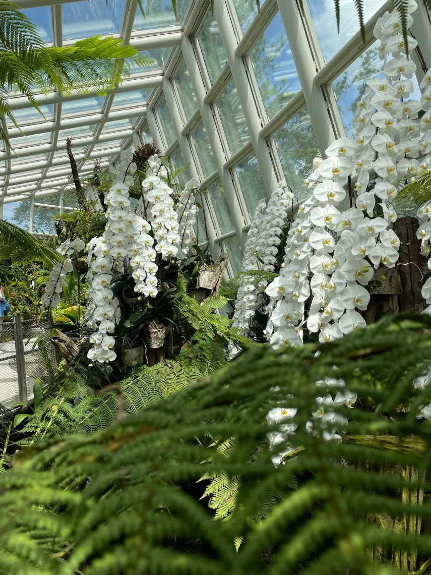 Orchid Garden in Singapore