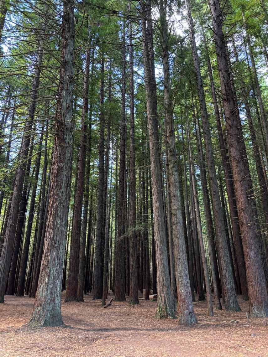 Redwood forest at Whakarewarewa