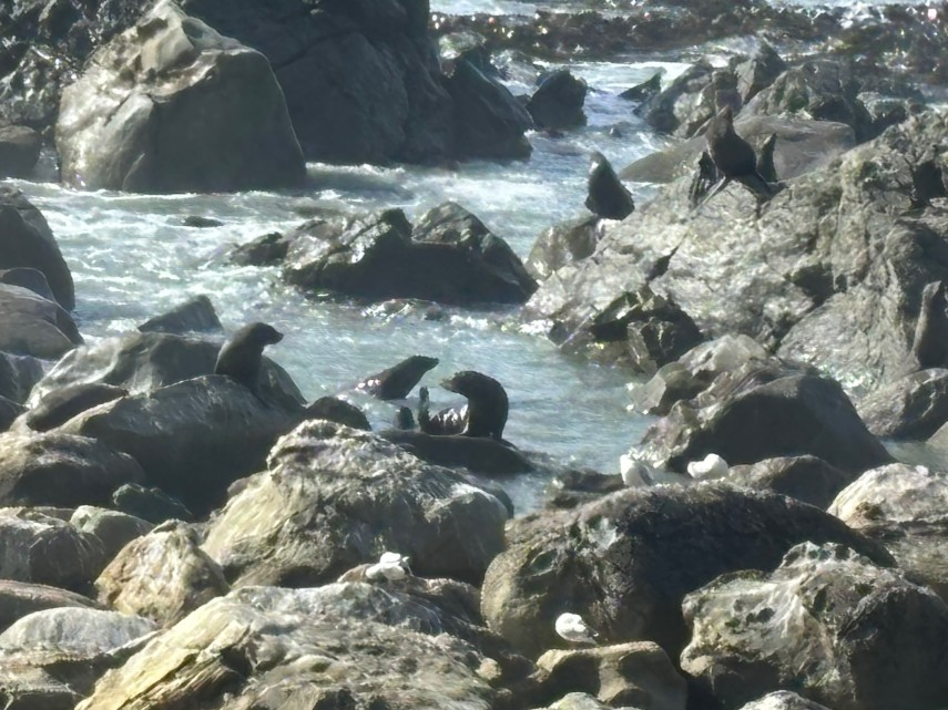 several seals, likely in New Zealand