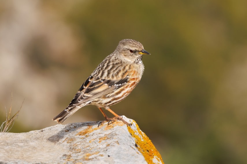Alpine Accentor in Taiwan