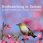 Birdwatching in Taiwan