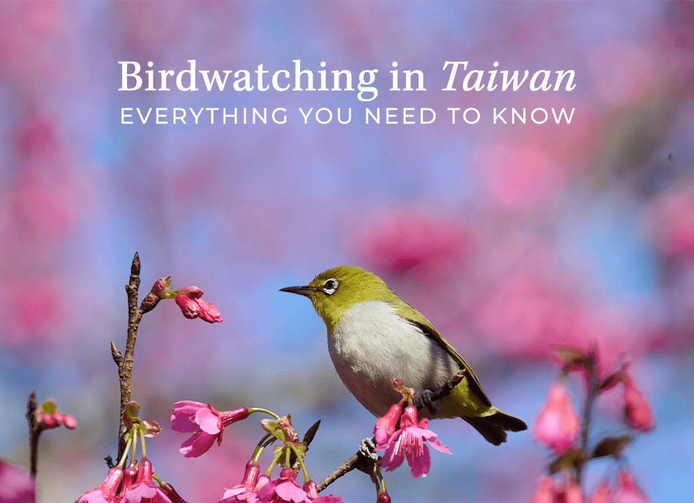 Birdwatching in Taiwan