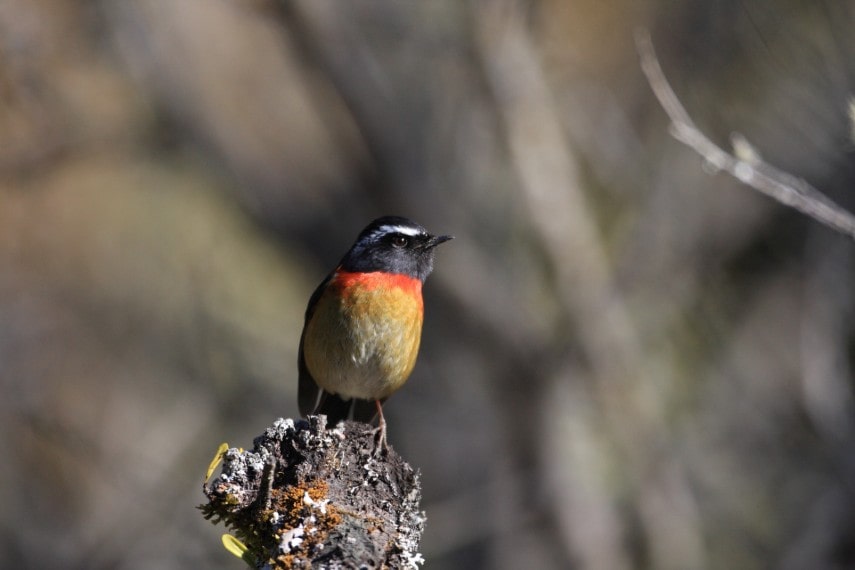 Collared bush robin in Taiwan