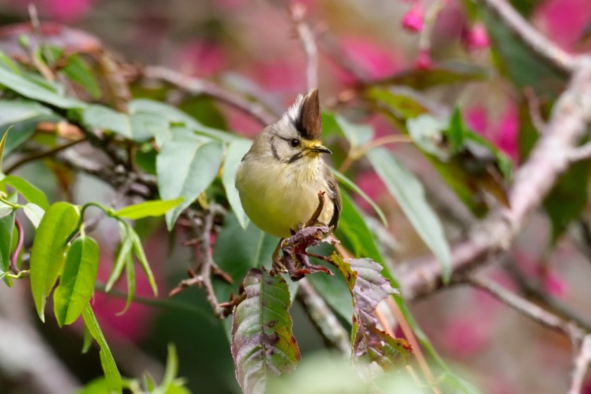 Taiwan Yuhina