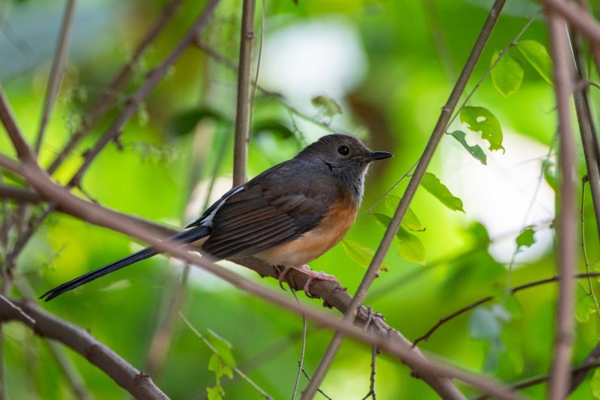 White rumped shama in Taiwan