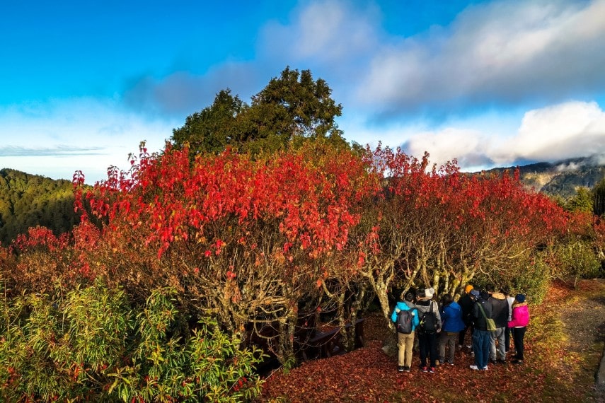 Bird Watching at Yushan National Park, Taiwan