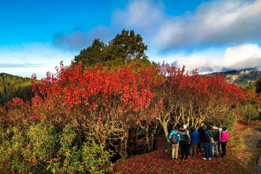 Bird Watching at Yushan National Park, Taiwan