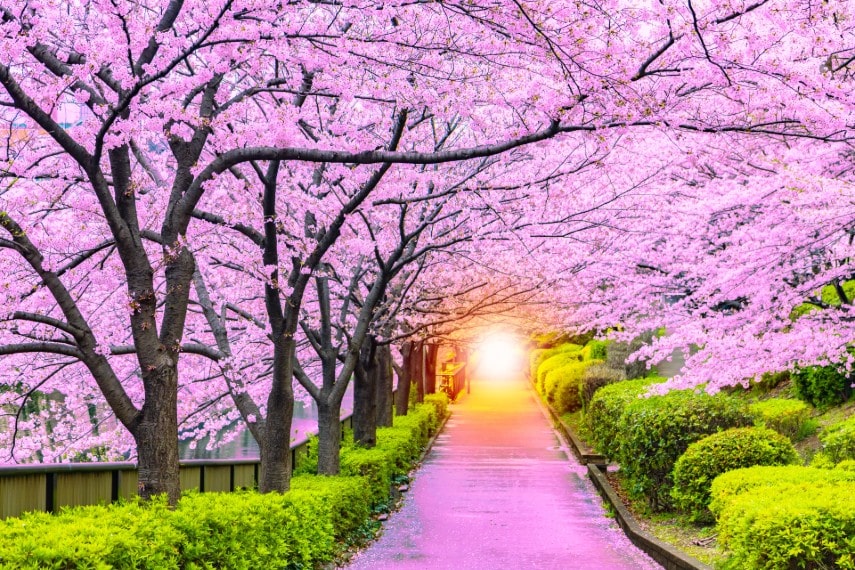 Cherry blossom in garden 