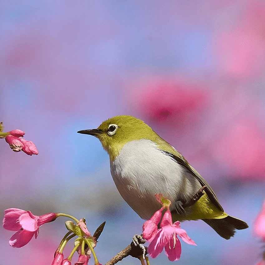 Taiwan birdwatching