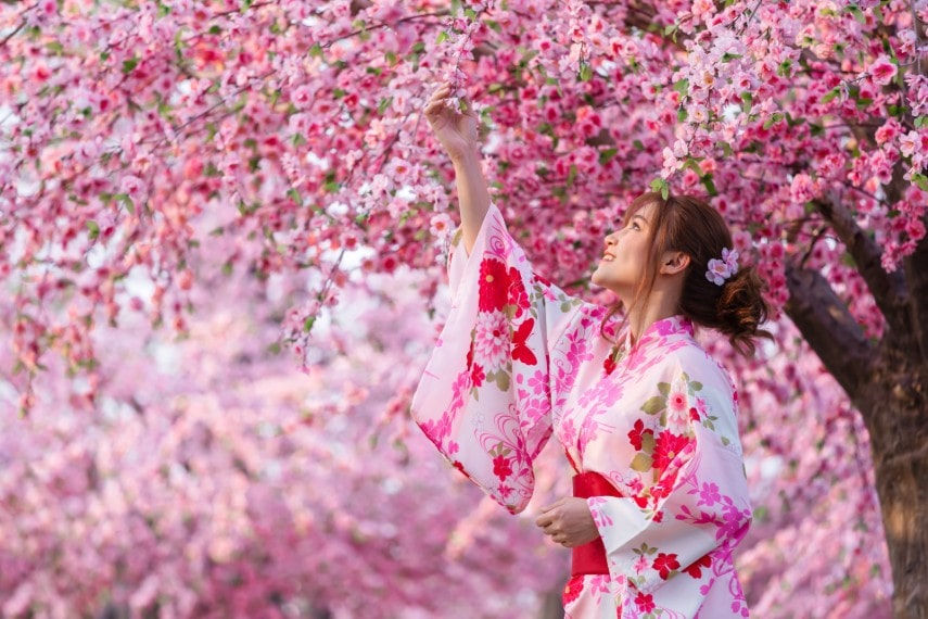 woman in kimono dress looking for sakura flower