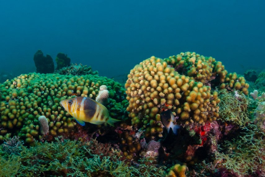 Beautiful coral reef in Grenada