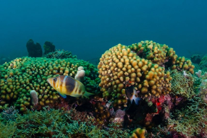 Beautiful coral reef in Grenada