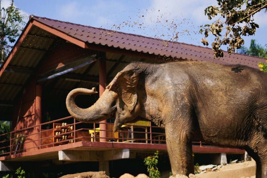 Koh Samui Elephant Sanctuary