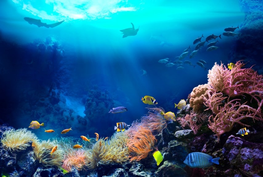 Maldives coral reef
