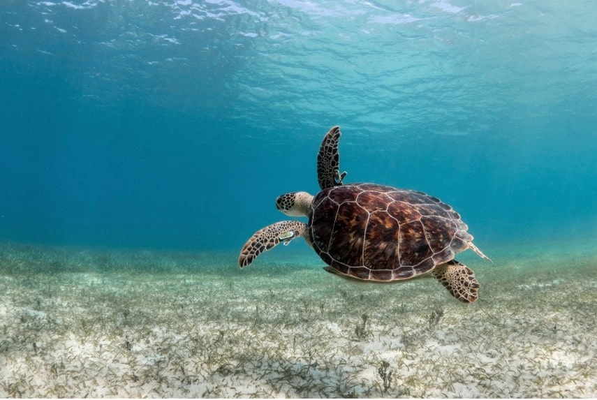 Snorkelling in Crystal clear water in Puerto Rico