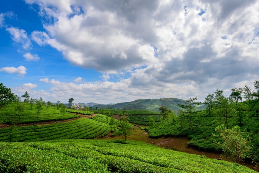 Beautiful view of tea plantation in Vagamon, Kerala