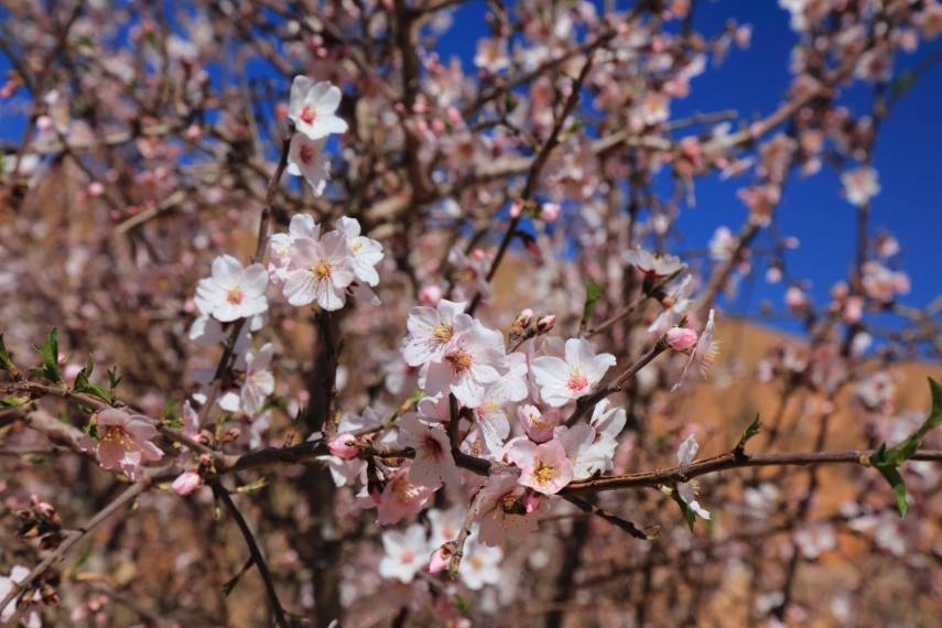 Almond Blossom in village of Tafraoute