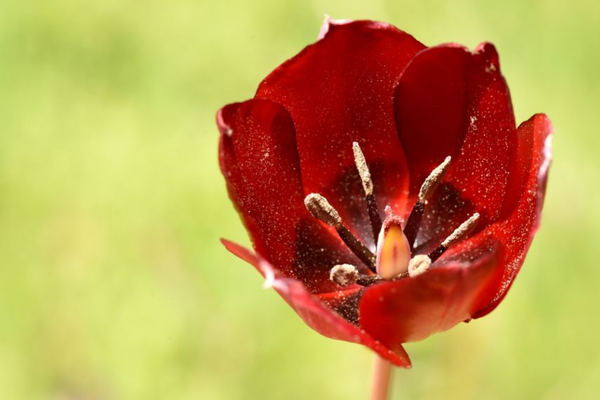 Cyprus tulip
